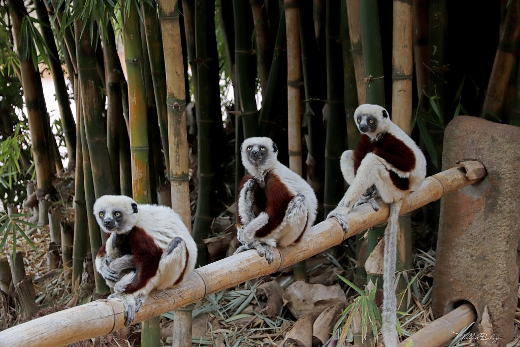 Мадагаскар, Lemur Park