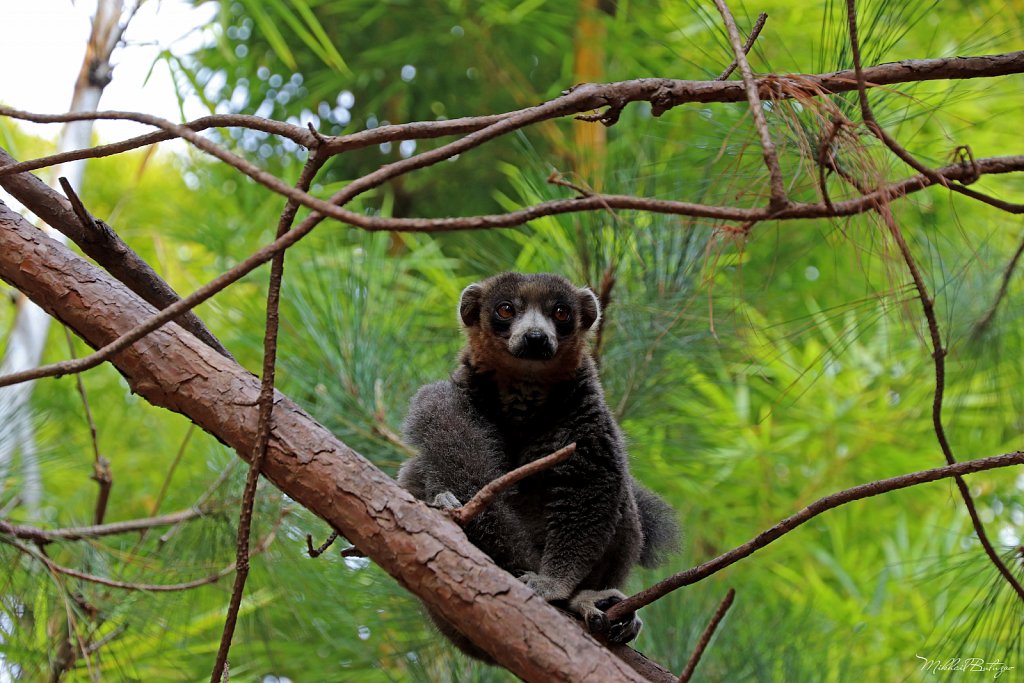Мадагаскар, Lemur Park