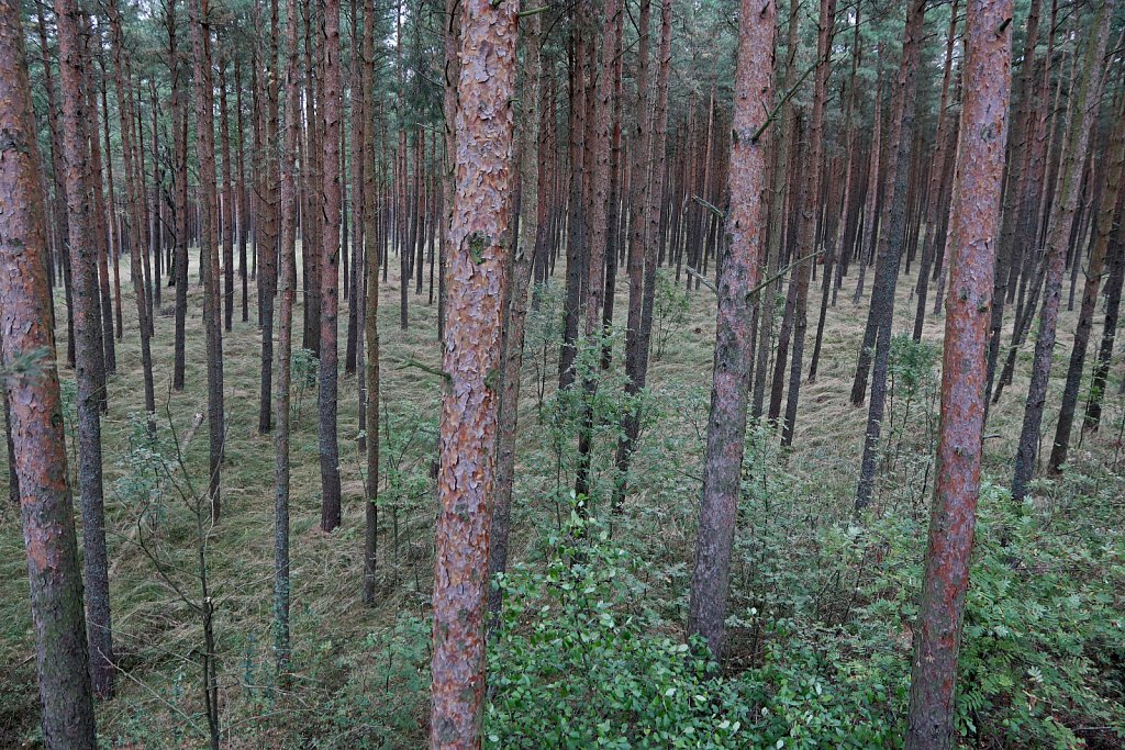 Россия, Куршская коса