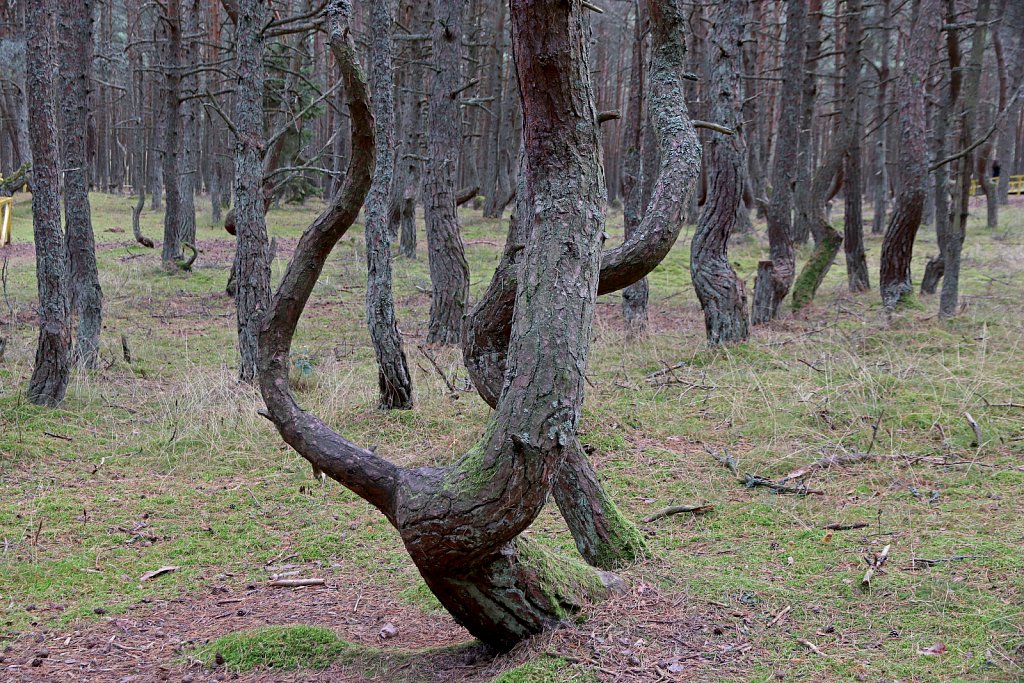 Россия, Куршская коса