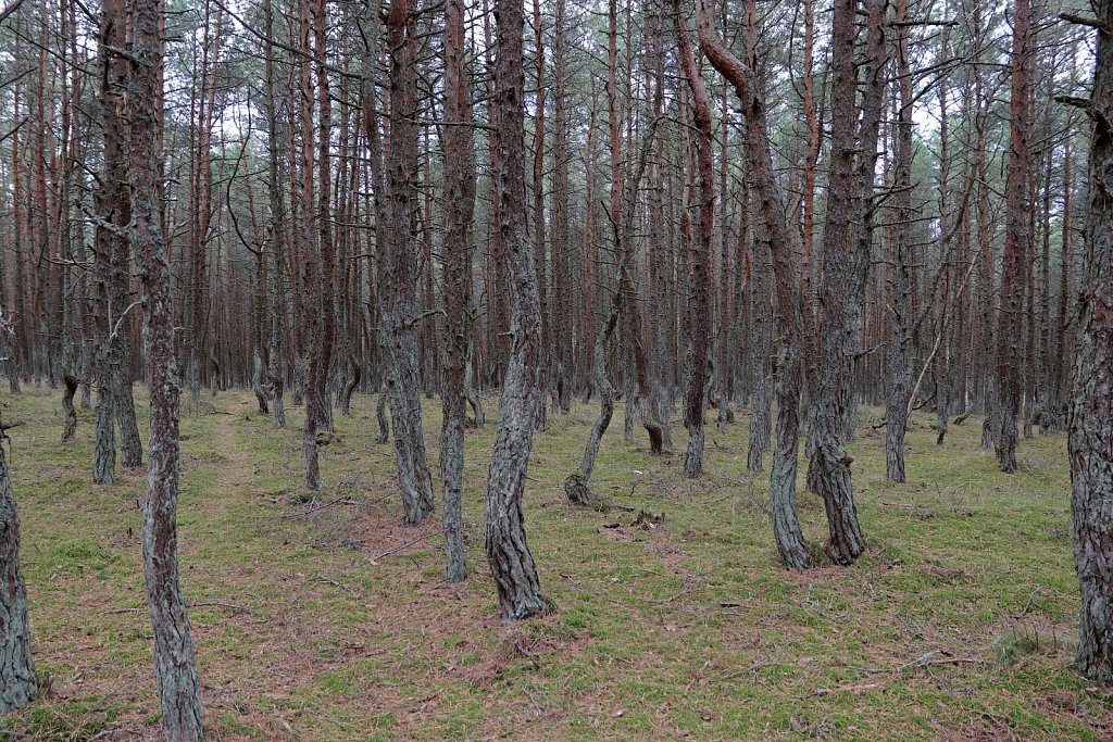 Россия, Куршская коса