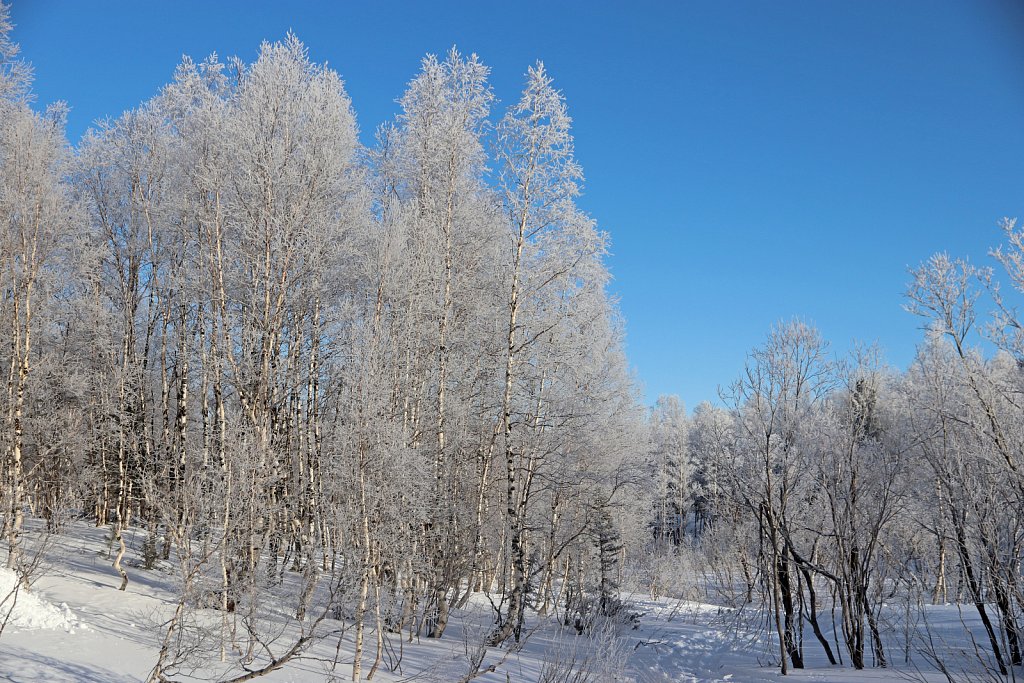 Россия, Приисковое