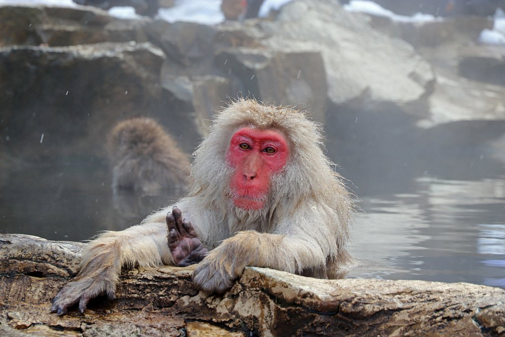 Япония, Парк снежных обезьян